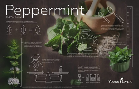 Young Living Peppermint Oil is a great support for the Cardiovascular, Digestive, Nervous, Lymphatic, Muscular, Respiratory and Skeletal Systems.  Find out some ways to use Peppermint and take The Oily Plunge on www.sherilbrasher.info & order some today at http://bit.ly/1rL8jOO. #youngliving #essential #oils 